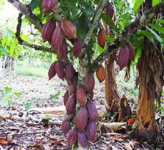 Peru cacao