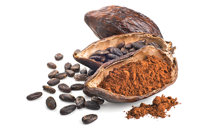 cacao cocoa