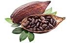 cocoa cacao