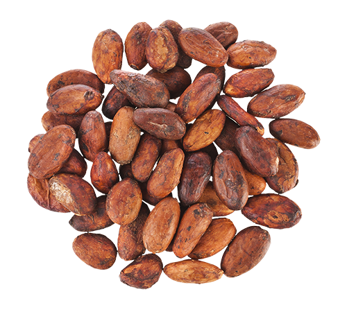 cacao beans